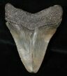 Megalodon Tooth - South Carolina #16581-2